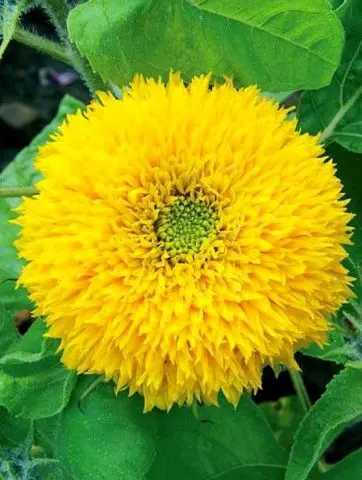 Sunflower Bear cub: photo, when to plant, planting and care