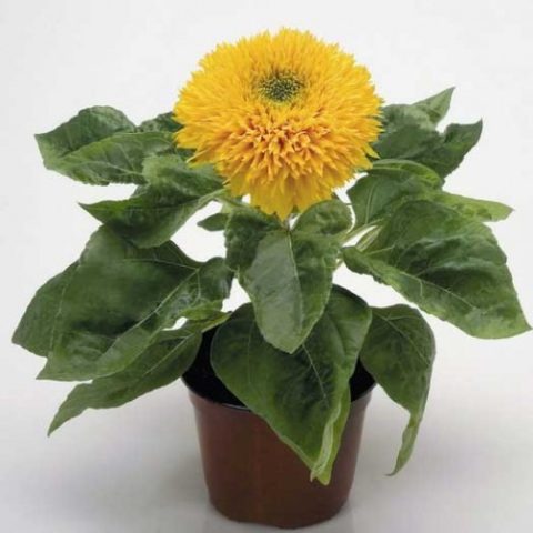 Sunflower Bear cub: photo, when to plant, planting and care