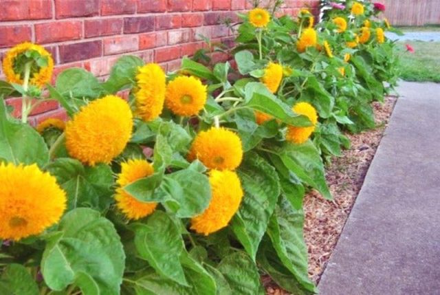 Sunflower Bear cub: photo, when to plant, planting and care