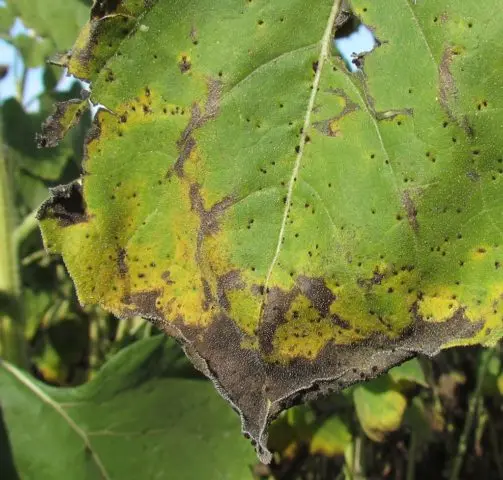 Sunflower Bear cub: photo, when to plant, planting and care