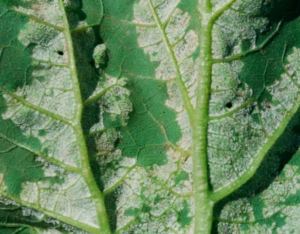 Sunflower Bear cub: photo, when to plant, planting and care