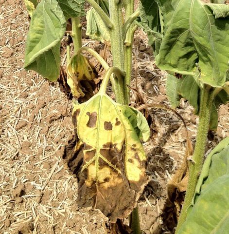 Sunflower Bear cub: photo, when to plant, planting and care