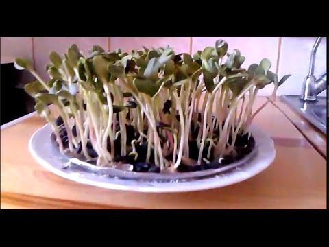 Sunflower microgreens: benefits and harms, how to germinate for food