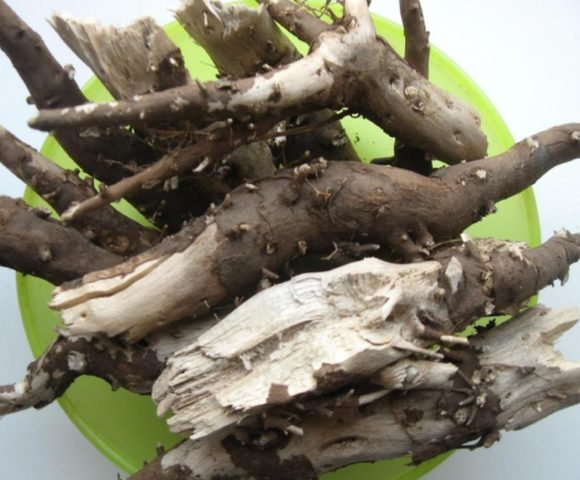 Sunflower root: medicinal properties and contraindications