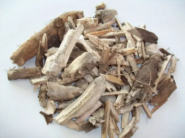 Sunflower root: medicinal properties and contraindications