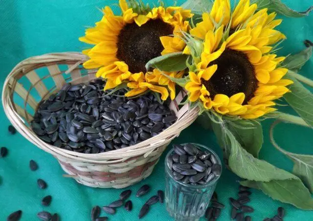 Sunflower seeds: benefits and harms for women and men