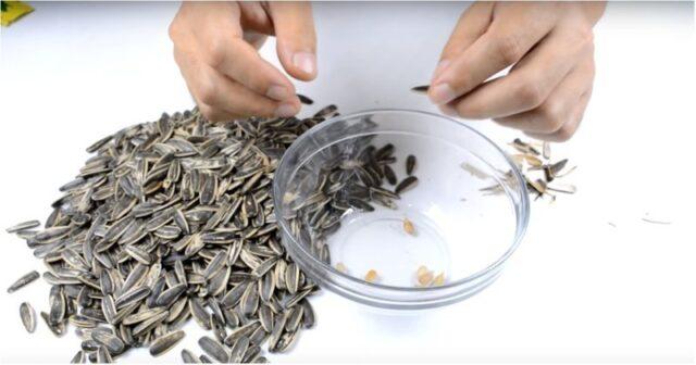 Sunflower seeds: benefits and harms for women and men