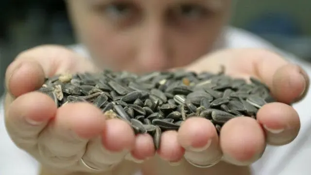 Sunflower seeds: benefits and harms for women and men