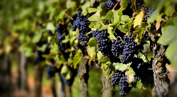 Super early grape varieties: choosing the best for planting