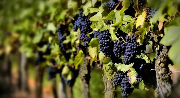 Super early grape varieties: choosing the best for planting