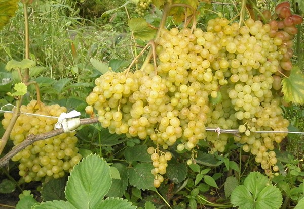 Super early grape varieties: choosing the best for planting