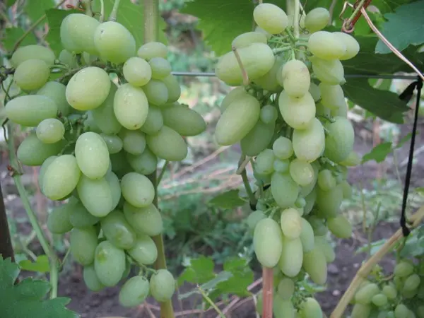 Super early grape varieties: choosing the best for planting