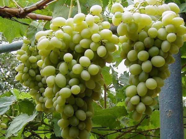 Super early grape varieties: choosing the best for planting