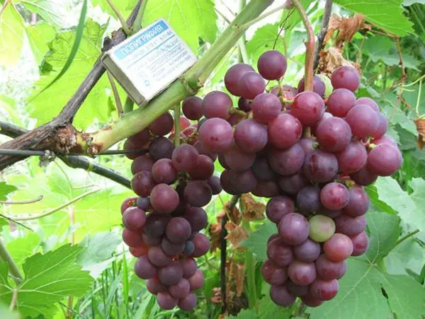 Super early grape varieties: choosing the best for planting