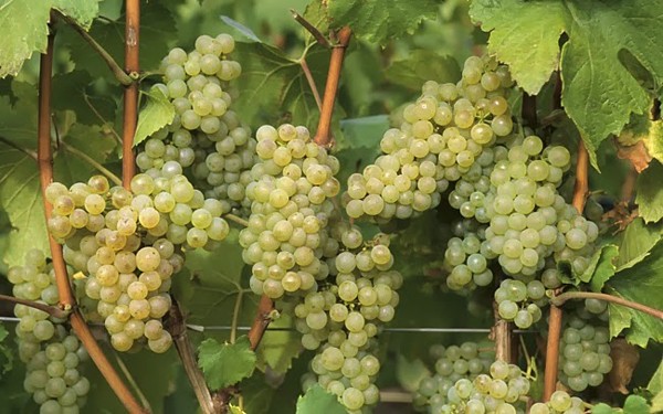 Super early grape varieties: choosing the best for planting