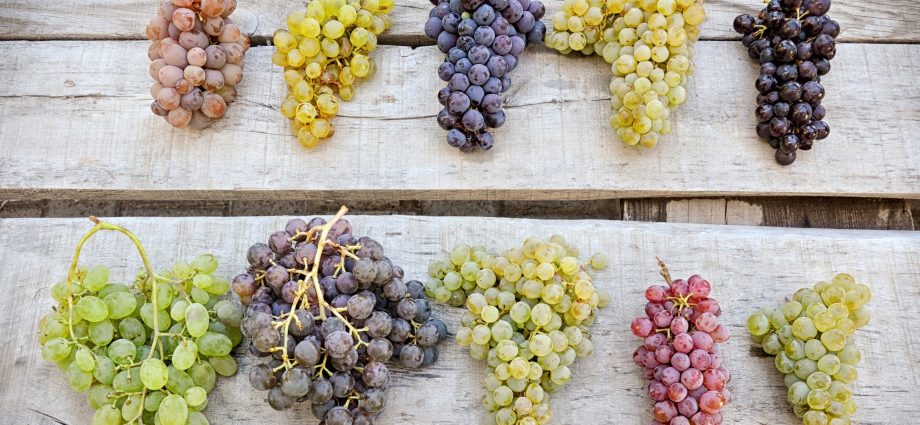 Super early grape varieties: choosing the best for planting