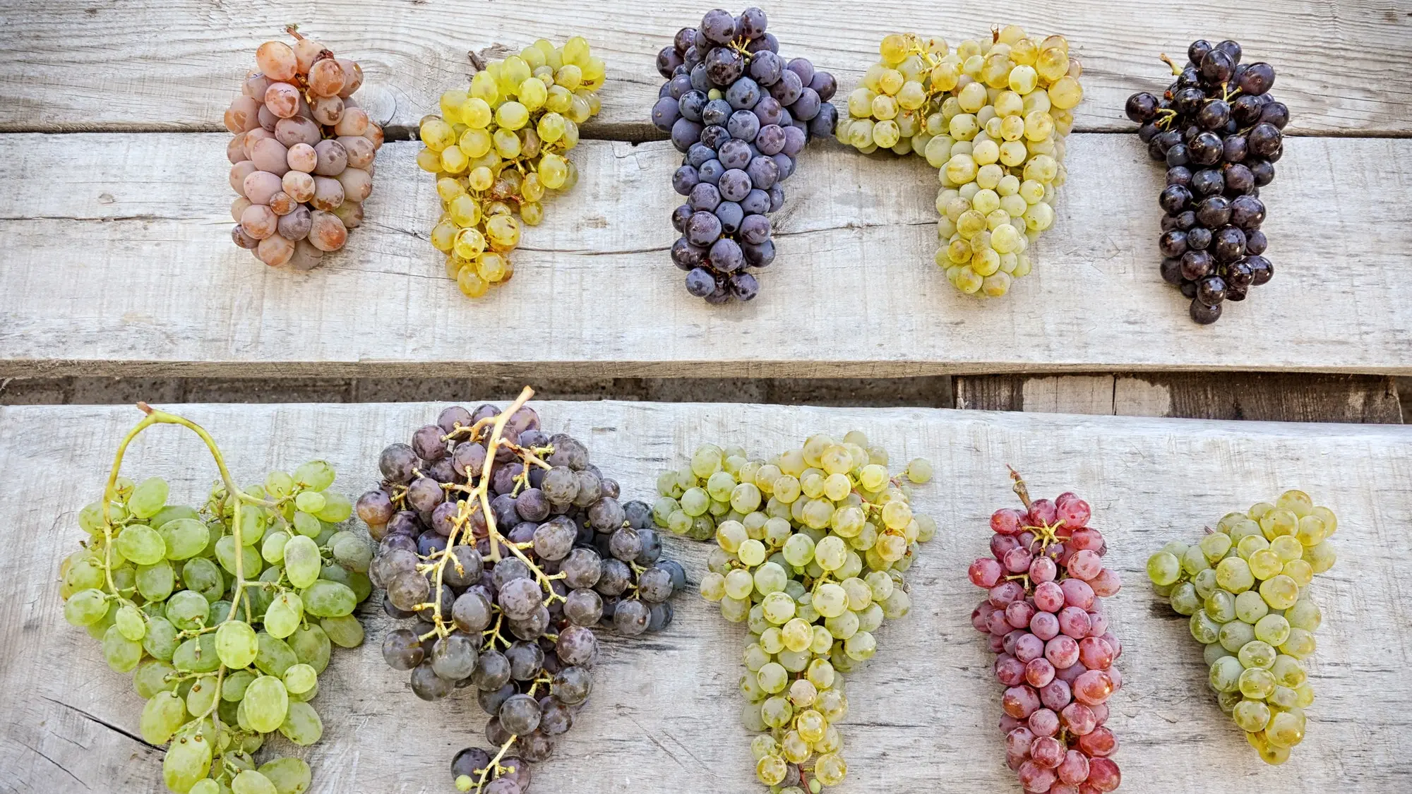 Super early grape varieties: choosing the best for planting