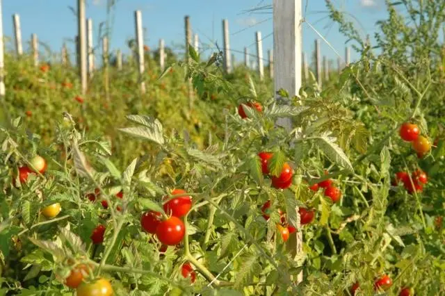 Super early varieties of tomatoes for open ground