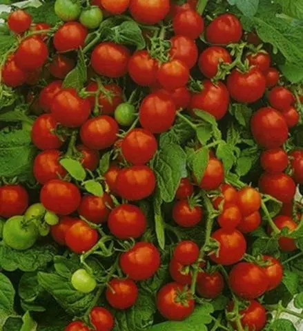 Super early varieties of tomatoes for open ground