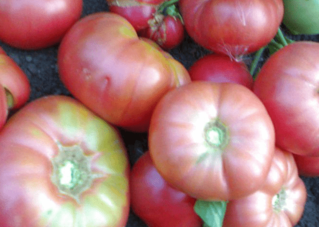 Super early varieties of tomatoes for open ground