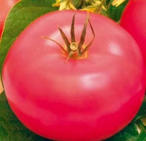 Super early varieties of tomatoes for open ground