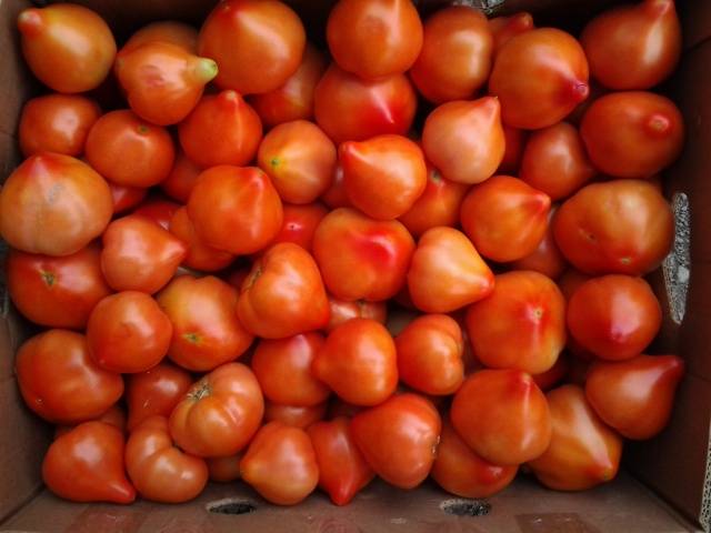 Super early varieties of tomatoes for open ground