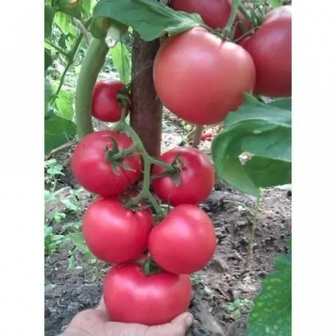 Super early varieties of tomatoes for open ground