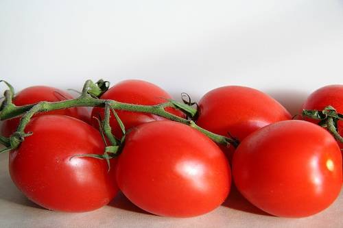 Super early varieties of tomatoes for open ground