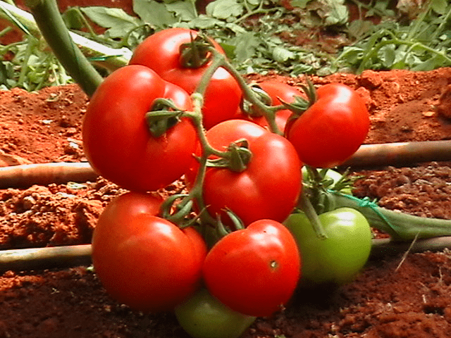 Super early varieties of tomatoes for open ground