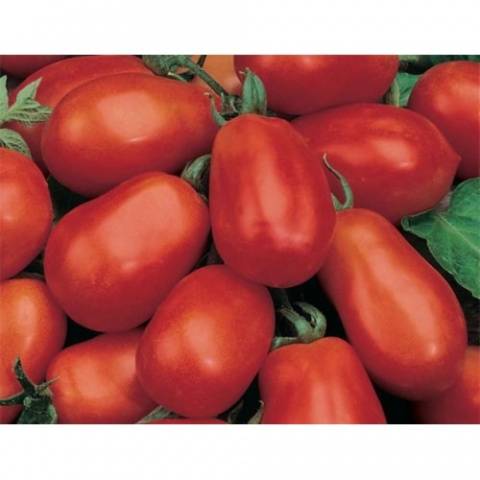 Super early varieties of tomatoes for open ground