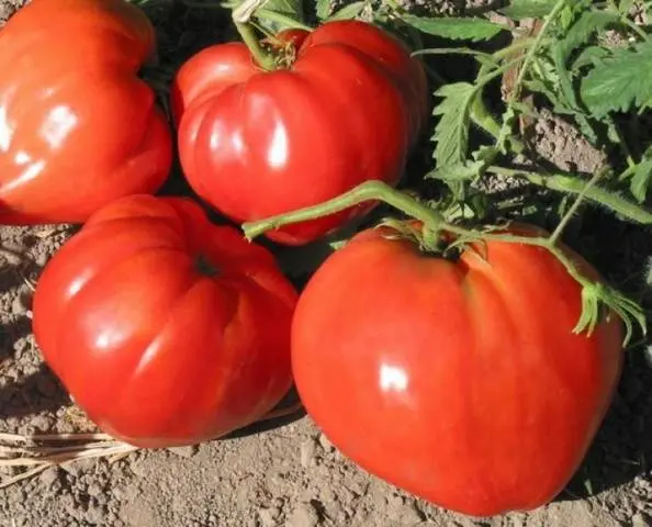 Super early varieties of tomatoes for open ground