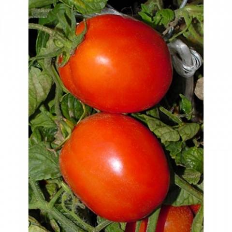 Super early varieties of tomatoes for open ground