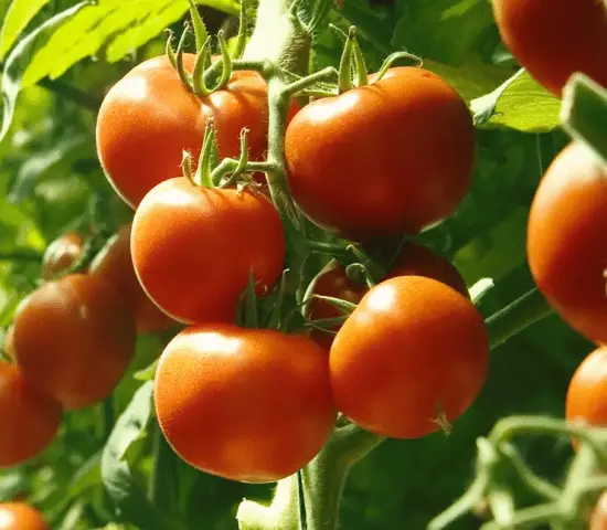 Super early varieties of tomatoes for open ground