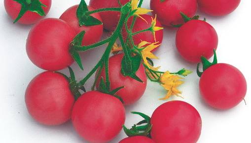 Super early varieties of tomatoes for open ground