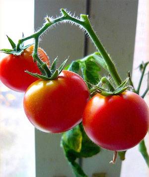 Super early varieties of tomatoes for open ground