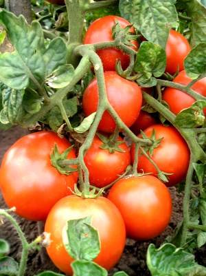 Super early varieties of tomatoes for open ground