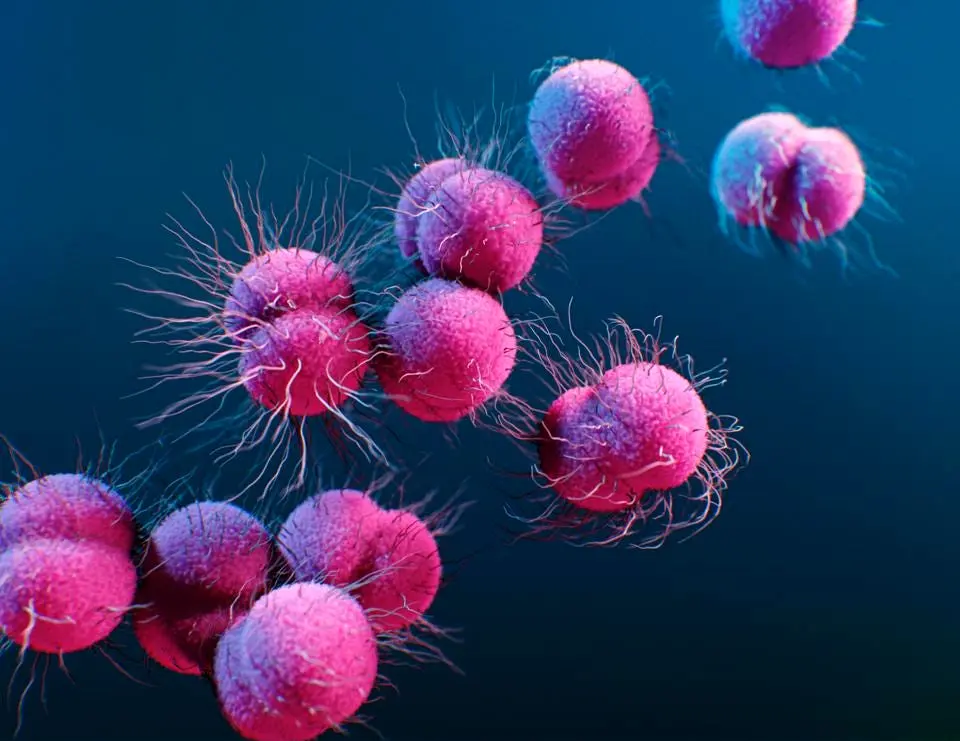 Super gonorrhea discovered in Austria. It is drug resistant