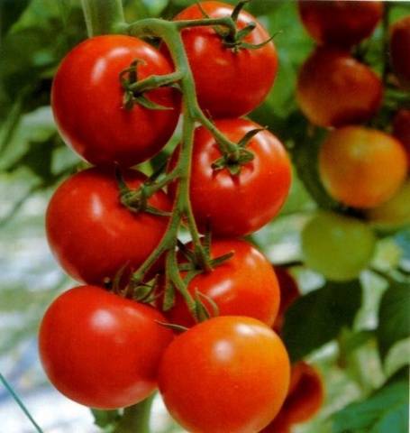 Super klusha tomato: reviews, photos, yield