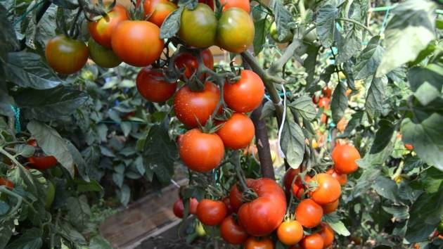 Super klusha tomato: reviews, photos, yield