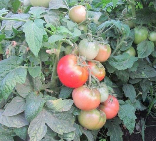 Super klusha tomato: reviews, photos, yield