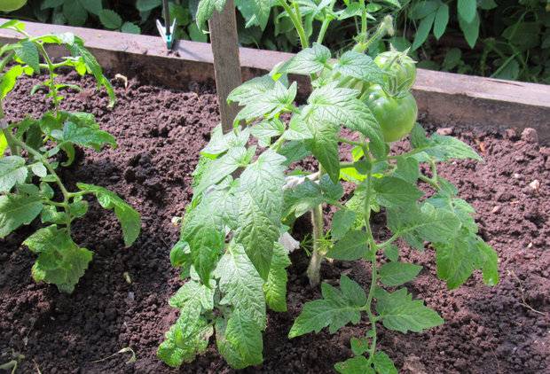 Super klusha tomato: reviews, photos, yield