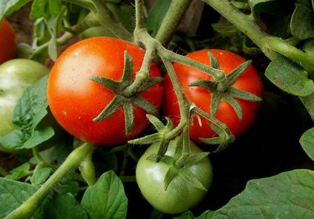 Super klusha tomato: reviews, photos, yield