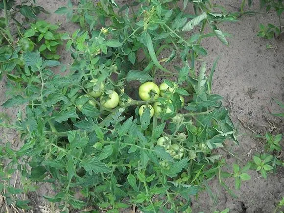 Superdeterminant tomato varieties