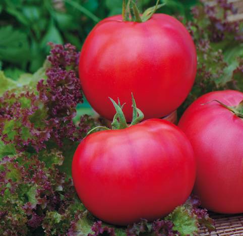 Superdeterminant tomato varieties