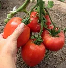 Superdeterminant tomato varieties