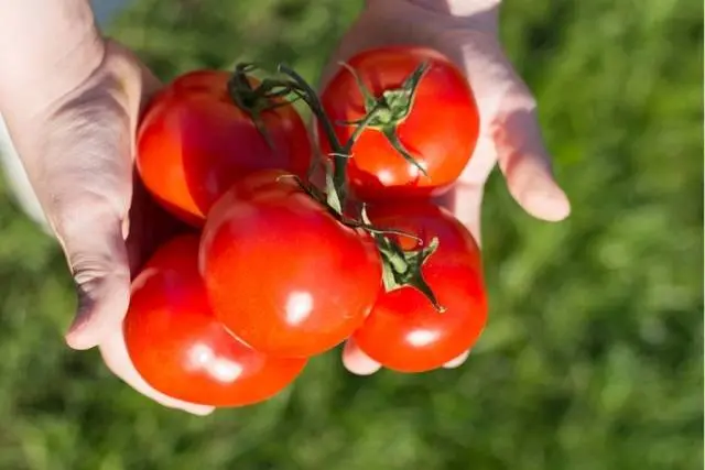 Superdeterminant tomato varieties