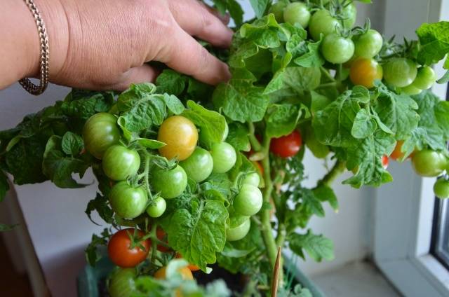 Superdeterminant tomato varieties