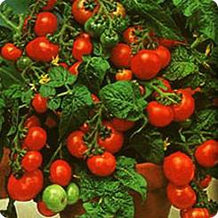 Superdeterminant tomato varieties