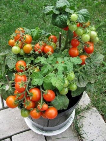 Superdeterminant tomato varieties