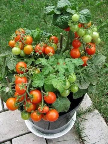 Superdeterminant tomato varieties